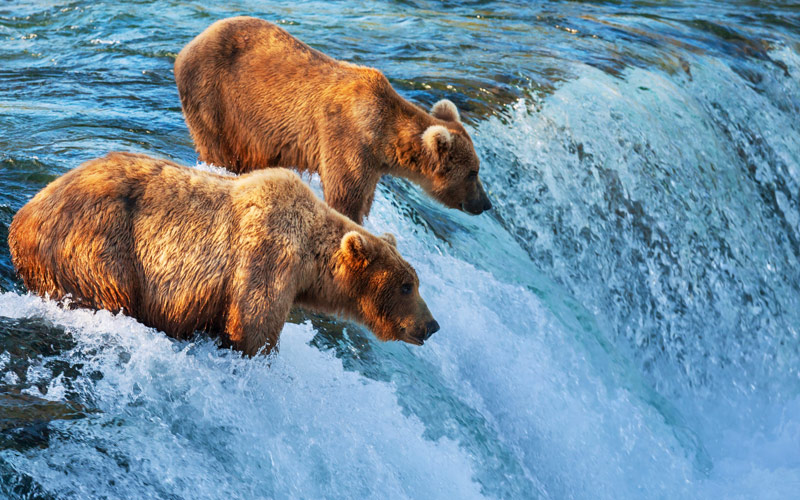 Want to Go to Alaska? They Have Bears You Guys